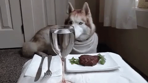 Fancy Dog&#39;S Dinner GIF - Fancy Dog Fancy Steak - Discover &amp; Share GIFs