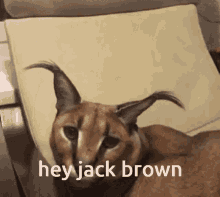 hey jack brown