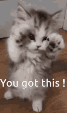 Cat You Got This GIF - Cat You Got This Cute GIFs