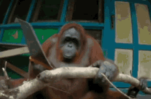 Sleezeymir Orangutan GIF - Sleezeymir Orangutan Monkey GIFs