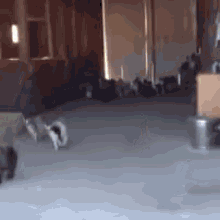 baby goat stampede baby goat stampede