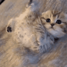 Kitten Cute GIF - Kitten Cute Cat GIFs
