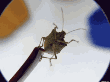 Stink Bugs GIF - Stink Bugs Insect GIFs