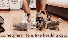 Herd Herding Cats GIF - Herd Herding Cats Kitty GIFs