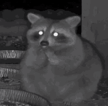 Wild Life Cam Raccoon GIF - Wild Life Cam Raccoon Trash Panda GIFs