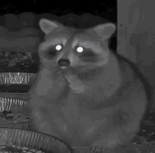 wild-life-cam-raccoon.gif