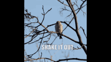 Shake Shake It Out GIF - Shake Shake It Out Birb GIFs