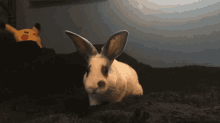 Bun Bunny GIF - Bun Bunny Rabbit GIFs