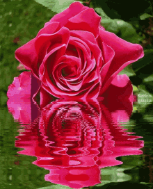 Utnguyen Flower GIF - Utnguyen Flower Roses GIFs