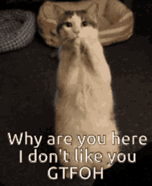 Cat Why GIF - Cat Why Dont GIFs