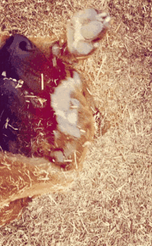 Cute Dog Cute GIF - Cute Dog Cute Brown GIFs