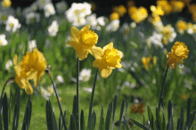 Spring Daffodils GIF - Spring Daffodils Flowers GIFs