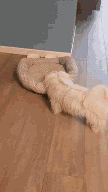 crazy maltese