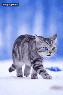 Cater.Gif GIF - Cater Cat Liger GIFs