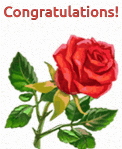 Rose Congratulations GIF - Rose Congratulations Red Rose - Discover &amp; Share GIFs