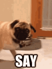 Pug Say That To My Face GIF - Pug Say That To My Face GIFs