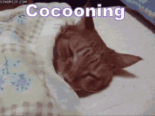 Cocooning GIF - Cocooning Cocoon Tired GIFs