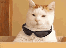 Cat Shade GIF - Cat Shade Cool GIFs