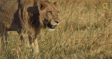 Lion Coming In Savage Kingdom GIF - Lion Coming In Savage Kingdom Like A King GIFs