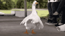 happy goose