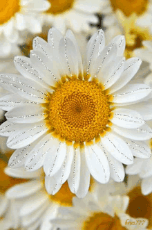 flower551 57571
