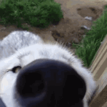Dog Sniffing GIF - Dog Sniffing Dog Sniffing GIFs