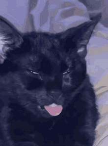 Cat Lick GIF - Cat Lick Schlabber GIFs