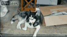 Gore Meme GIF - Gore Meme Liveleak GIFs
