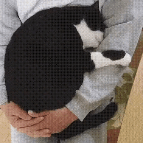 Cat Snuggle GIF - Cat Snuggle GIFs