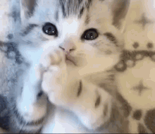 Cute Kitten Cat GIF - Cute Kitten Kitten Cat GIFs