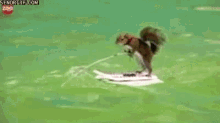 squirrel wake boarding funny animals
