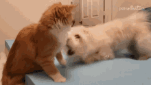 Playing The Pet Collective GIF - Playing The Pet Collective Push GIFs