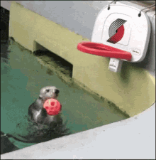 Otter Slam Dunk GIF - Otter Slam Dunk Cute GIFs