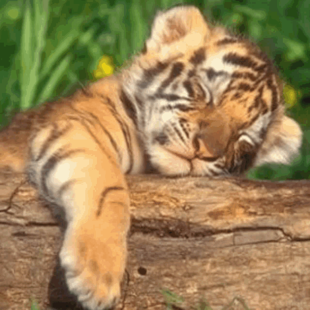 Cute Baby Tigers GIFs Tenor