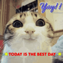 Jaymee Waymee Today Is The Best Day Cat GIF - Jaymee Waymee Today Is The Best Day Cat Best Day GIFs