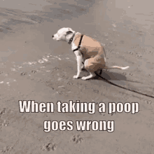 dog pooping