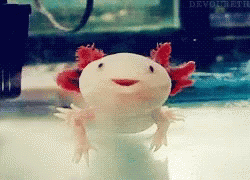 Axolotl Pink GIF - Axolotl Pink Smile GIFs