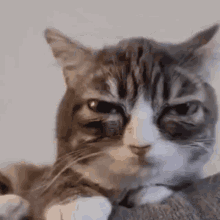 Winky Cat GIF - Winky Cat Face GIFs