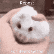 Beer Gerbil GIF - Beer Gerbil Squish GIFs