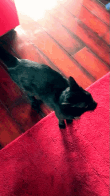 cat black black cat love kitty