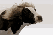 Cow Hair GIF - Cow Hair Fashion GIFs