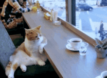 Coffee Lazy GIF - Coffee Lazy Cat GIFs