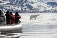 antarctic travel polar bear snow ice