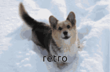 Certified Butts Dogboy Retro GIF - Certified Butts Dogboy Retro GIFs