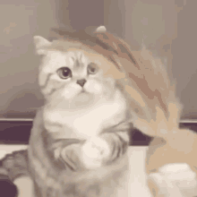 cute cute cat cat standing cat play cute kitten cute cute cat cat standing cat play cute kitten