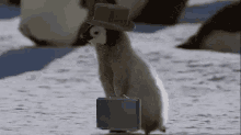Lets Get To Work Penguin GIF - Lets Get To Work Penguin Cute GIFs