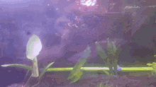 can tetras eat bloodworms can tetras eat bloodworms