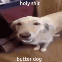 dog butter