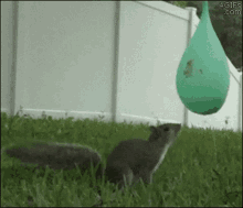 Eichhörchen Squirrel GIF - Eichhörchen Squirrel Balloon GIFs