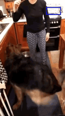 Opening Cabinet Fail Funny Dog GIF - Opening Cabinet Fail Funny Dog Kitchen Cabinet GIFs